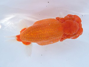 紀州らんちゅう同好会　取締一　田原正己　那智勝浦町