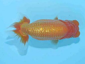 好鱗会　東大関　田中誠慈