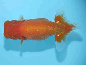 好鱗会　西大関　田中誠慈