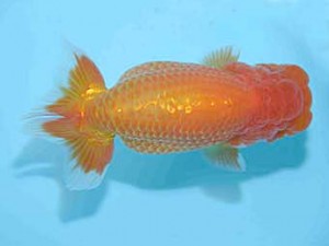 好鱗会　立行司　佐野　勝