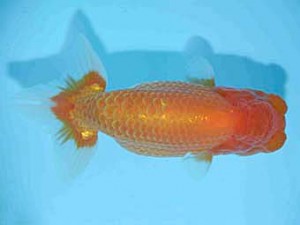 好鱗会　取締一　須田友一郎