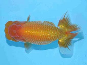 好鱗会　取締二　綾部　武