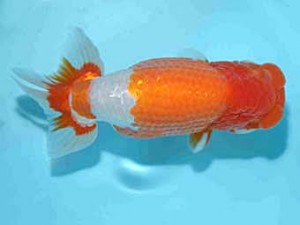 好鱗会　東大関　佐藤治美