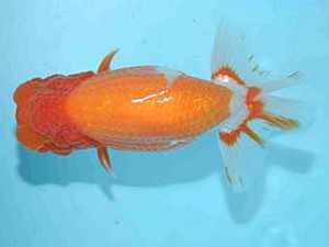 好鱗会　西大関　佐藤治美