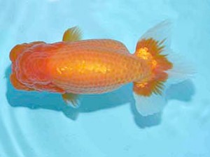 好鱗会　立行司　吉岡真一