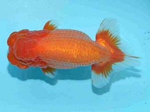 好鱗会　取締一　加納力一