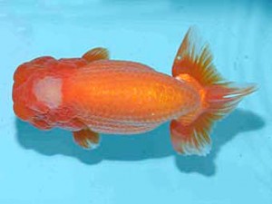 好鱗会　取締二　加納力一