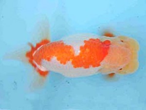 好鱗会　東大関　佐藤治美