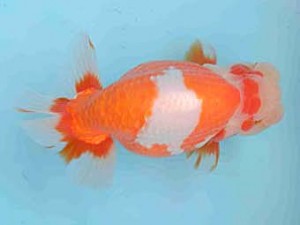 好鱗会　立行司　佐藤治美