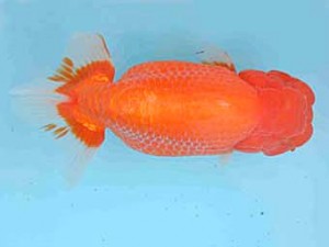 好鱗会　取締一　高津克人