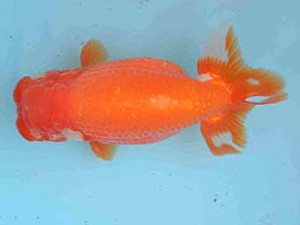 好鱗会　取締二　高津克人