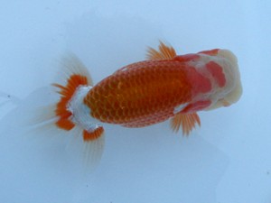 長崎らんちう会　西大関　岩本　浩　長崎