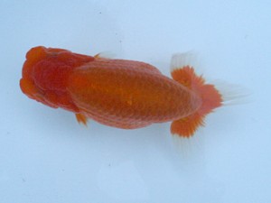 長崎らんちう会　取締一　岩本　浩　長崎