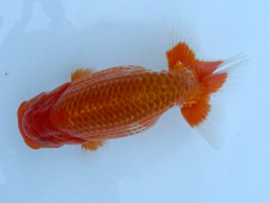 長崎らんちう会　取締二　竹中辰彦　長崎