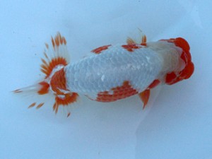 長崎らんちう会　東大関　竹中辰彦　長崎