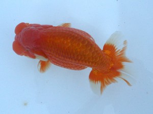 長崎らんちう会　西大関　野田善洋　長崎