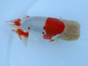 長崎らんちう会　立行司　林　裕二　長崎