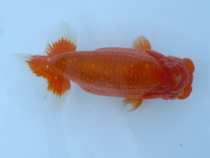 長崎らんちう会　取締一　野田善洋　長崎