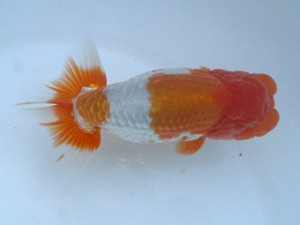 長崎らんちう会　西大関　山口慎二　長崎