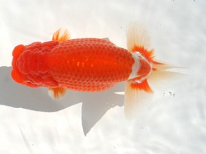 長崎らんちう会　立行司　林　裕二　長崎