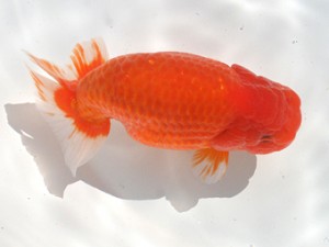 長崎らんちう会　取締一　野中菊治　長崎