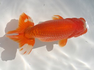 長崎らんちう会　取締二　野田善洋　長崎