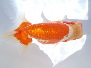 名古屋金魚愛好会　東大関　高坂春英　名古屋