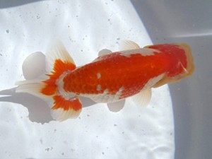 名古屋金魚愛好会　立行司　山田芳人　清州