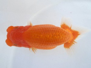 名古屋金魚愛好会　東取締　近藤正明　清州