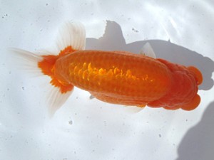 名古屋金魚愛好会　東大関　市村正直　安城