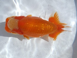 名古屋金魚愛好会　西大関　高須一三　名古屋