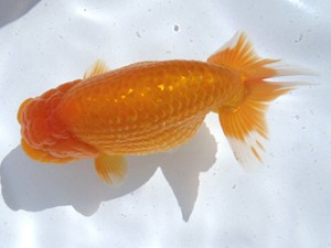 名古屋金魚愛好会　立行司　竹内卓之　半田