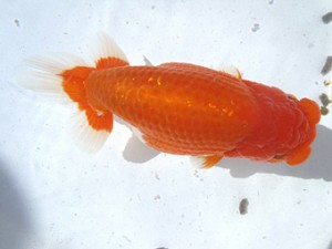 名古屋金魚愛好会　東取締　伊藤弘之　大治