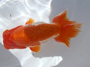 名古屋金魚愛好会　西取締　風岡和憲　名古屋