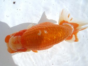 名古屋金魚愛好会　西大関　高須一三　名古屋