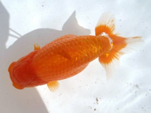 名古屋金魚愛好会　立行司　内藤洋和　高浜