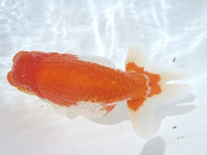 名古屋金魚愛好会　東取締　高須一三　名古屋