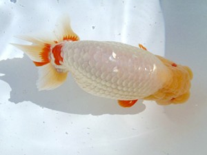 名古屋金魚愛好会　西取締　新井実明　一色町