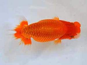 大分県らんちう協会　東大関　木村昌満　大分