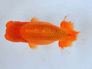 大分県らんちう協会　西大関　井上松雄　臼杵