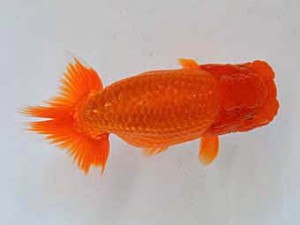 大分県らんちう協会　立行司　井上松雄　臼杵