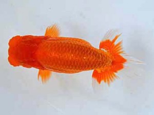 大分県らんちう協会　取締一　金子博昭　下関