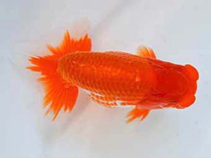 大分県らんちう協会　取締二　木村昌満　大分