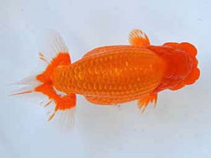 大分県らんちう協会　西大関　金子博昭　下関