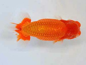 大分県らんちう協会　取締一　漆間角人　大分