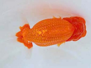 大分県らんちう協会　東大関　東　秀明　日佐