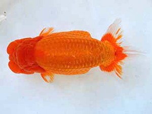 大分県らんちう協会　西大関　年森洋一　宮崎