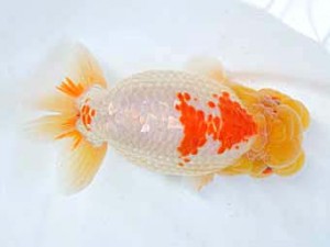 大分県らんちう協会　立行司　満生泰三　福岡