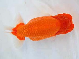 大分県らんちう協会　取締一　年森洋一　宮崎