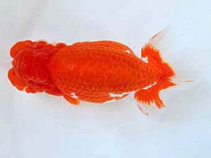 大分県らんちう協会　取締二　有働敏雄　宮崎